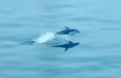 Sagmatias obliquidens
