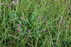 Dalea foliosa