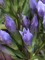 Gentianella quinquefolia