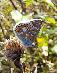 Polyommatus icarus