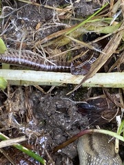Cylindroiulus caeruleocinctus