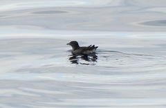 Cerorhinca monocerata