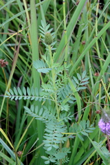 Dalea foliosa