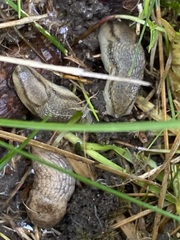 Arion fasciatus