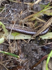 Cylindroiulus caeruleocinctus