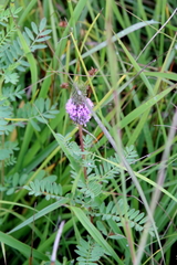 Dalea foliosa