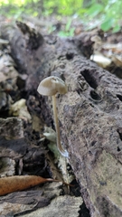 Entoloma cuspidiferum