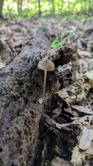 Entoloma cuspidiferum
