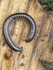 Cylindroiulus caeruleocinctus