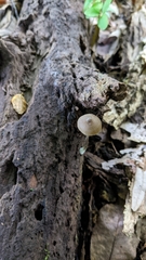 Entoloma cuspidiferum