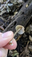Entoloma cuspidiferum
