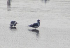 Larus californicus