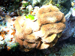 Lobophyllia