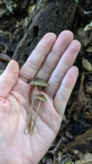 Entoloma cuspidiferum