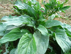 Cynoglossum officinale