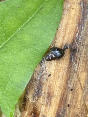 Cochlicopa lubrica
