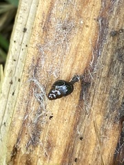 Cochlicopa lubrica