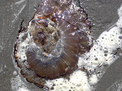 Chrysaora fuscescens