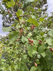 Crataegus chrysocarpa