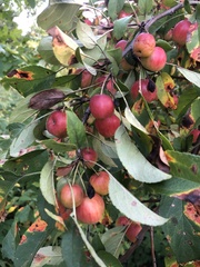 Malus
