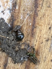 Cochlicopa lubrica