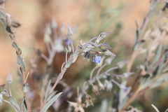 Trichodesma zeylanicum