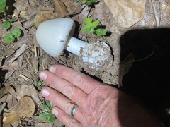 Amanita bisporigera