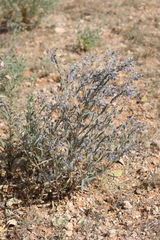 Trichodesma zeylanicum