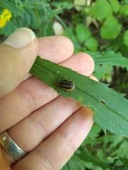 Trirhabda canadensis