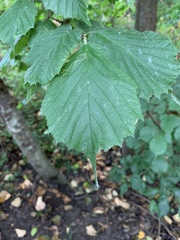 Corylus avellana