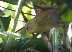 Troglodytes troglodytes