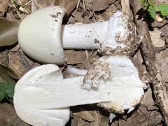Amanita bisporigera