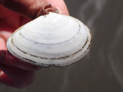 Tellinidae