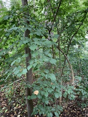 Corylus avellana
