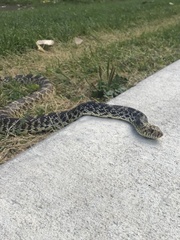 Pituophis catenifer sayi