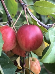 Malus