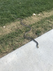 Pituophis catenifer sayi