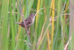 Cistothorus stellaris