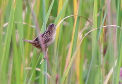 Cistothorus stellaris