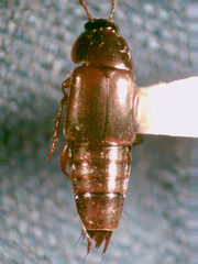 Tachinus memnonius