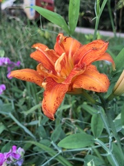 Hemerocallis fulva kwanso