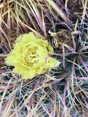 Ferocactus cylindraceus