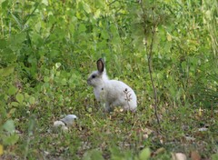 Oryctolagus cuniculus domesticus