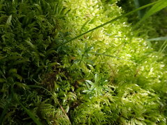 Galium triflorum