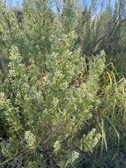 Baccharis neglecta
