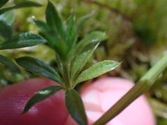 Galium triflorum