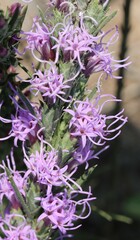 Liatris punctata