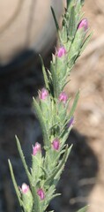 Liatris punctata