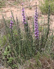 Liatris punctata