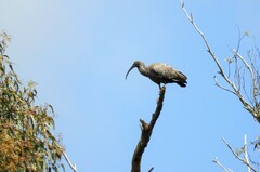 Theristicus caerulescens